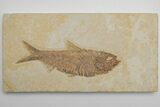 Detailed Fossil Fish (Knightia) - Wyoming #214132-1